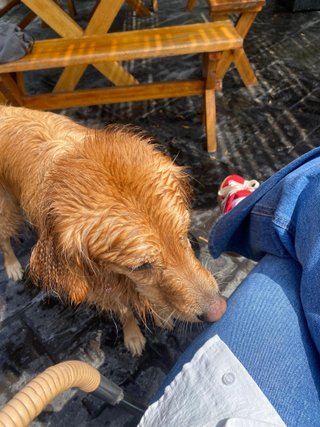 Paseo y cuidado de perros