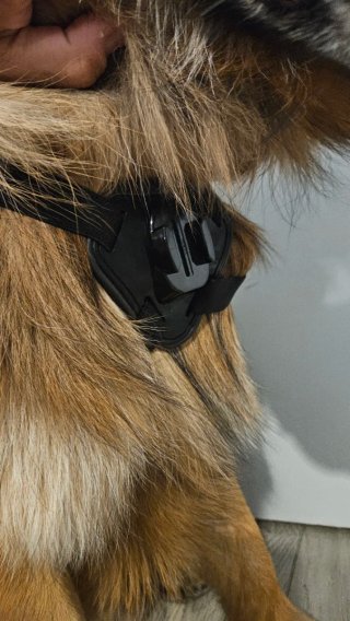 Arnés GoPro para Perros