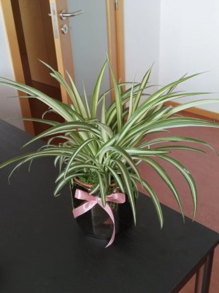 Planta Aranha