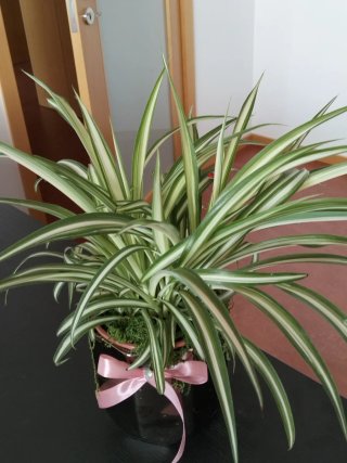 Planta Aranha