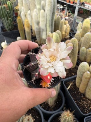 Cactus con flor y frutos coloridos