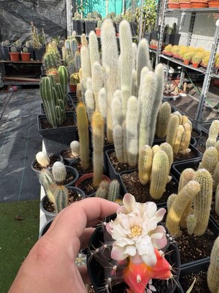 Cactus con flor y frutos coloridos