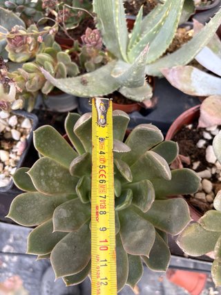 Suculenta Echeveria