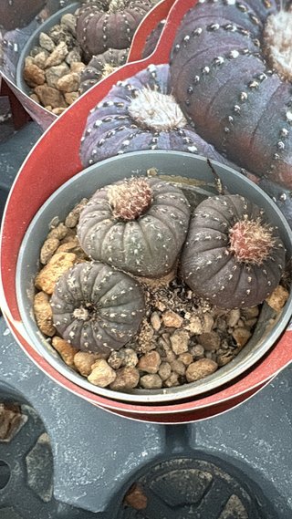 Cactus morado con espinas blancas