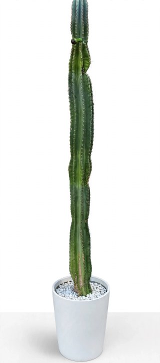Cactus Cereus in vaso bianco