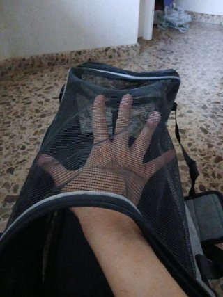 Transportín para mascotas gris y negro