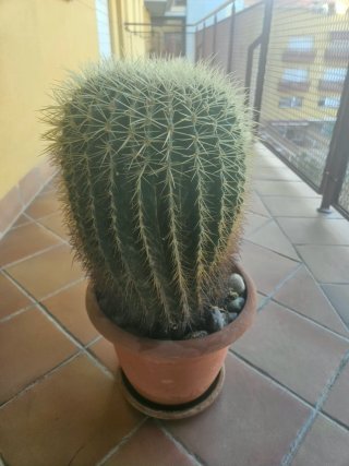 Cactus grande en maceta de plastico