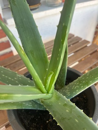Planta Aloe Vera Grande en Maceta Negra