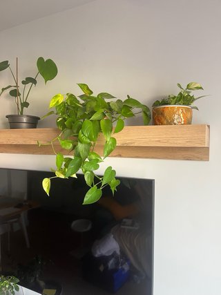 Planta Potos / Photos en maceta