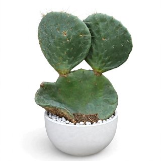 Fico d'India Opuntia Pala Tonda