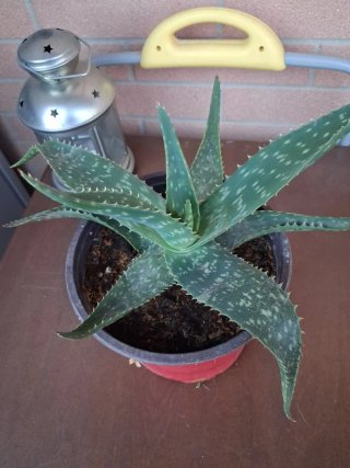 Pianta di Aloe in vaso rosso