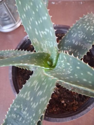 Pianta di Aloe in vaso rosso