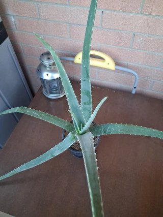 Pianta di Aloe in vaso