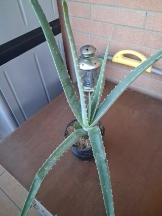 Pianta di Aloe in vaso