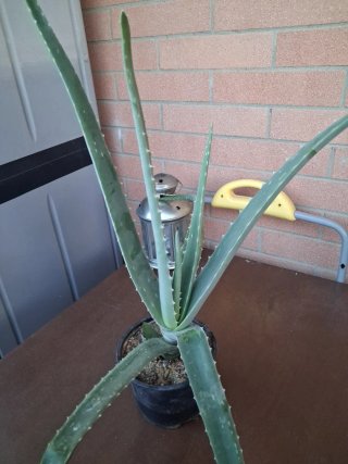 Pianta di Aloe in vaso