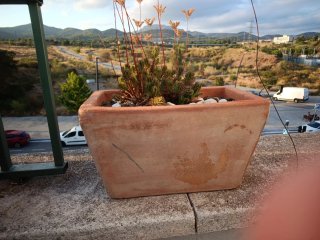 Jardinera de terracota con plantas