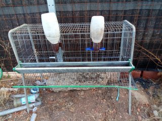 Jaula para gallinas con bebederos