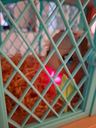 Little Live Pet Mama Surprise Cobaya