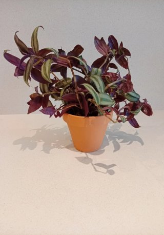 Planta Tradescantia Zebrina (Barro 14cm)