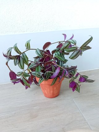 Planta Tradescantia Zebrina (Barro 14cm)