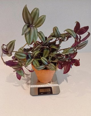 Planta Tradescantia Zebrina (Barro 14cm)