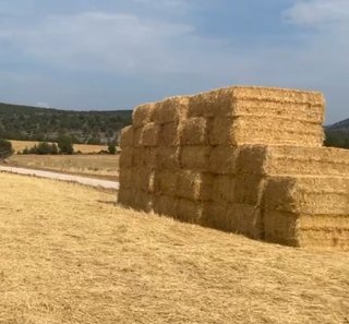 Paca de forraje de triticale