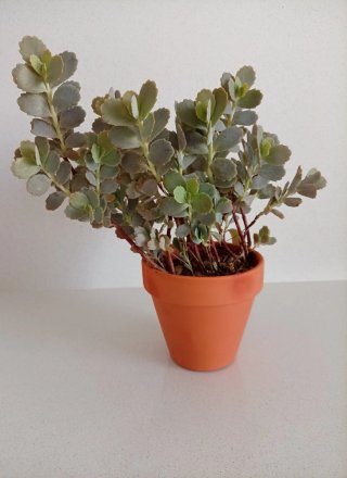 Planta Kalanchoe Fedtschenkoi (barro 15cm)