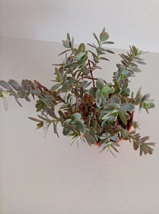 Planta Kalanchoe Fedtschenkoi (barro 15cm)
