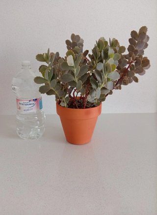Planta Kalanchoe Fedtschenkoi (barro 15cm)