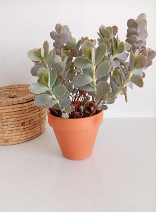Planta Kalanchoe Fedtschenkoi (barro 15cm)