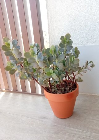 Planta Kalanchoe Fedtschenkoi (barro 15cm)
