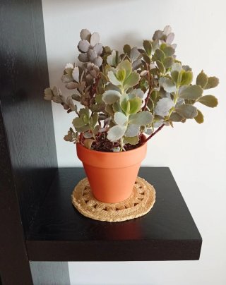 Planta Kalanchoe Fedtschenkoi (barro 15cm)