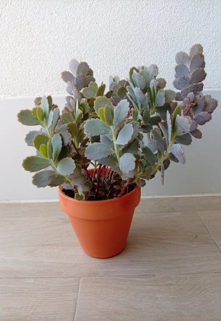 Planta Kalanchoe Fedtschenkoi (barro 15cm)