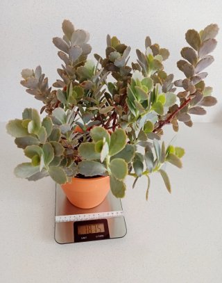 Planta Kalanchoe Fedtschenkoi (barro 15cm)