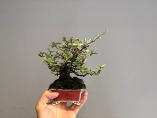 Bonsái Elaeagnus Pungens