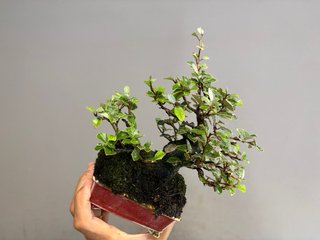 Bonsái Elaeagnus Pungens