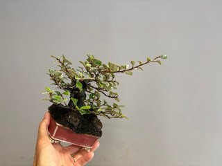 Bonsái Elaeagnus Pungens