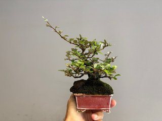 Bonsái Elaeagnus Pungens