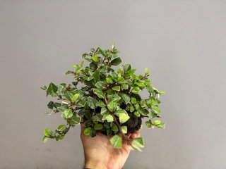 Bonsái Elaeagnus Pungens