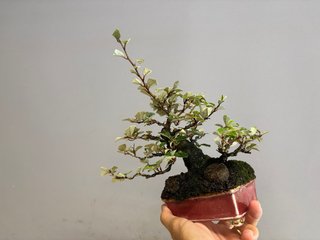 Bonsái Elaeagnus Pungens
