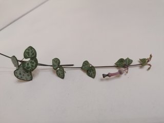 Ceropegia Woodii - Planta Corazón