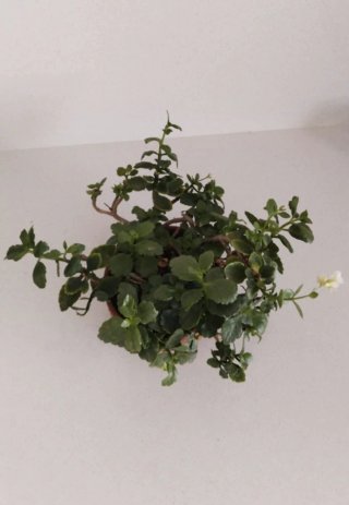 Kalanchoe Maduro Flor Blanca Cuenco Barro