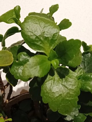 Kalanchoe Maduro Flor Blanca Cuenco Barro