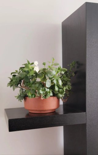 Kalanchoe Maduro Flor Blanca Cuenco Barro