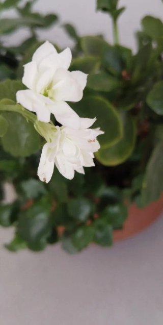 Kalanchoe Maduro Flor Blanca Cuenco Barro