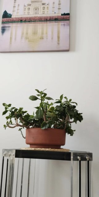 Kalanchoe Maduro Flor Blanca Cuenco Barro