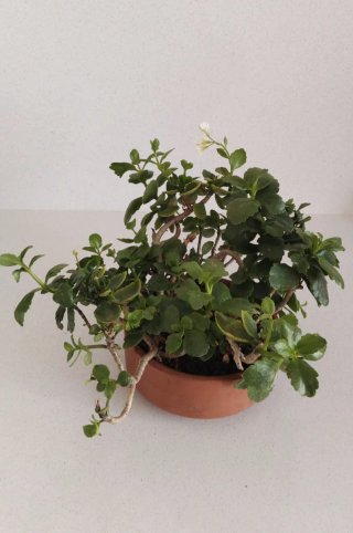 Kalanchoe Maduro Flor Blanca Cuenco Barro