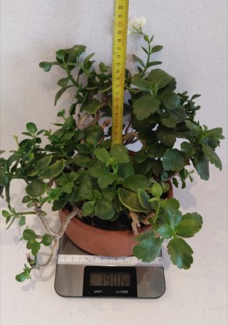 Kalanchoe Maduro Flor Blanca Cuenco Barro