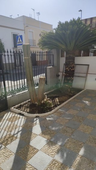 Palmera 1,90m sana y recién podada