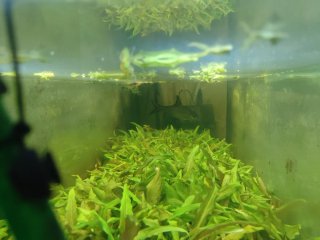 Acuario siroco 400L con mueble
